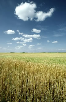 home page image